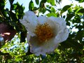 vignette Camellia sasanqua Fukuzutsumi premières fleurs au 03 10 14