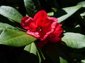 vignette Rhododendron Blitz qui remonte au 03 10 14