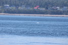 vignette Beluga devant Baie Ste Catherine