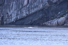 vignette Beluga dans le fjord du Saguenay
