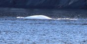 vignette Beluga dans le fjord du Saguenay
