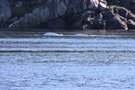 vignette Belugas dans le fjord du Saguenay