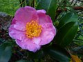 vignette Camellia sasanqua Plantation pink gros plan parfum au 04 10 14