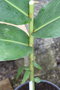 vignette Hedychium stenopetalum 'Giant White Thai'