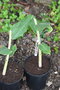 vignette Hedychium gardnerianum 'Bhutanese Kahili'