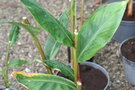 vignette Hedychium villosum tenuiflorum kwj12305