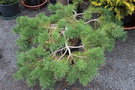 vignette Pinus sylvestris 'Hillside Creeper'