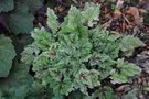 vignette Tiarella 'Mystic Mist'