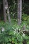 vignette Sanguisorba tenuifolia var. alba