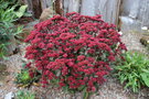 vignette Sedum 'Desert Red'