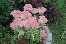 vignette Sedum Herbsfreude Group 'Lajos' = 'Autumn Charm'