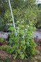 vignette Silphium perfoliatum