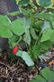 vignette Sinopodophyllum hexandrum