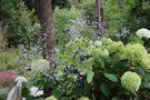 vignette Thalictrum 'Splendide'