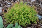 vignette Thuja occidentalis 'Congabe' = Fire Chief