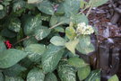 vignette Viburnum lantana 'Variegatum'