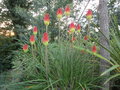 vignette Kniphofia uvaria