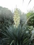 vignette Yucca recurvifolia