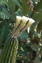 vignette Echinopsis eyriesii