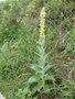 vignette Verbascum densiflorum/faux bouillon blanc