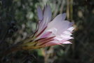 vignette Echinopsis sp.