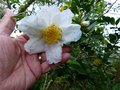 vignette Camellia sasanqua narumigata gros plan parfum au 10 10 14