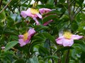 vignette Camellia sasanqua Plantation pink bien parfum au 10 10 14