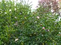 vignette Camellias d'automne Plantation pinket Fukuzutsumi en compagnie au 10 10 14