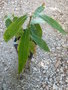 vignette Chimonanthus yunnanensis = Chimonanthus fragrans