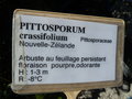 vignette Pittosporum crassifolium