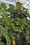 vignette Philodendron bipinnatifidum