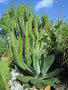 vignette Opuntia subulata