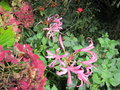 vignette Nerine bowdenii, lis de Guernesey, lis de Jersey