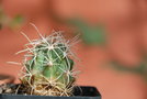 vignette Ferocactus gracilis var. gatesii