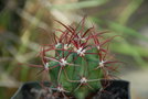vignette Ferocactus gracilis var. coloratus