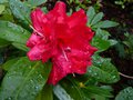 vignette Rhododendron Blitz gros plan au 12 10 14