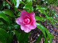 vignette Camellia hiemalis chansonnette premières fleurs au 13 10 14
