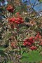 vignette Sorbus decora 'Grootendorst'