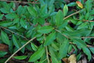 vignette Photinia davidiana var. undulata prostrata