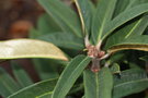 vignette Rhododendron arboreum roseum CB0012