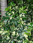 vignette Schefflera arboricola 'variegata'