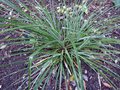 vignette Fascicularia bicolor ssp canaliculata au 15 10 14