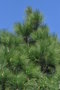 vignette Pinus canariensis