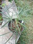 vignette coccothrinax  cupularis