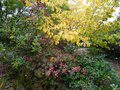 vignette Automne3 rhododendron jolie madame au 16 10 14
