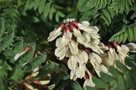 vignette Erophaca baetica ssp Baetica