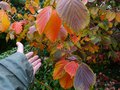 vignette Hamamelis intermedia jelena aux magnifiques couleurs au 16 10 14