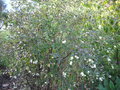 vignette Symphorine White Hedge