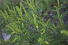 vignette Ambrosia artemisiifolia = herbe  poux