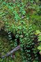 vignette Linnaea borealis